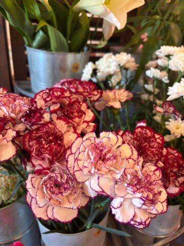 Catherine Duffes est une commerçante sur Quissac et aujourd'hui artisane fleuriste